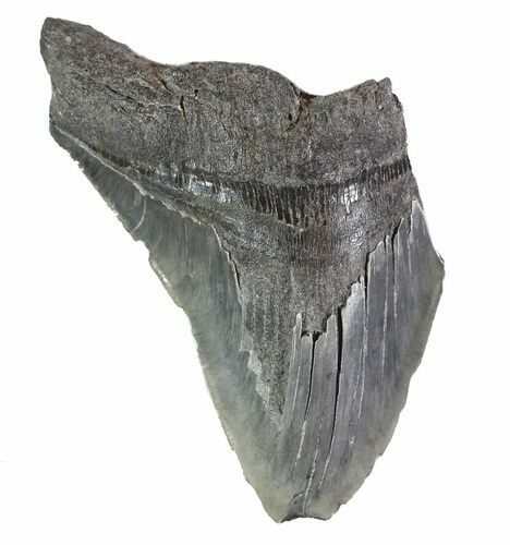 Partial Fossil Megalodon Tooth - Serrated Blade #89018